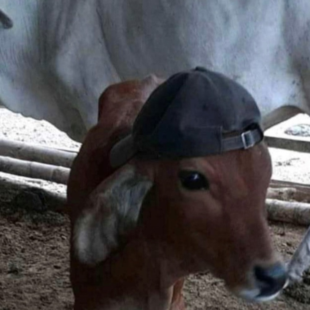 Meet your Posher, Jeanne